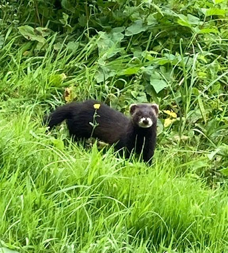 das gespot