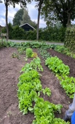 eshoftuin nazomer 1