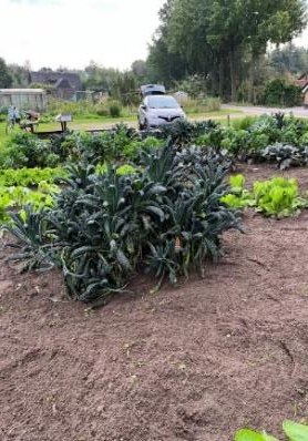 eshoftuin nazomer 2