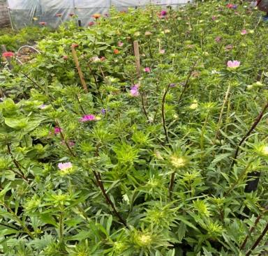 eshoftuin oogst 2023 22