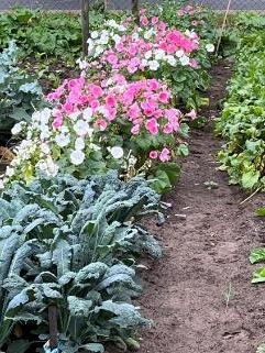 eshoftuin zomer bloemen