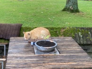 kat tafel