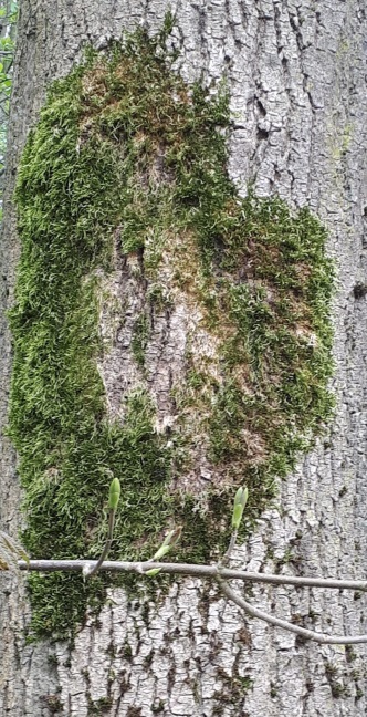 levensboom 3