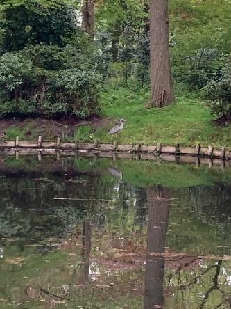 ooievaar hoevelaakse bos