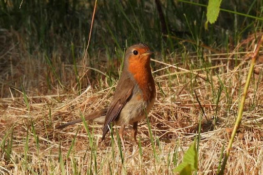 vakantie vogel