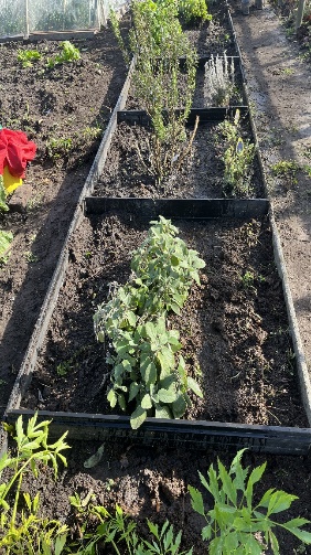 Eshoftuin 24 20 18 1