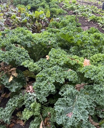 Eshoftuin rust2