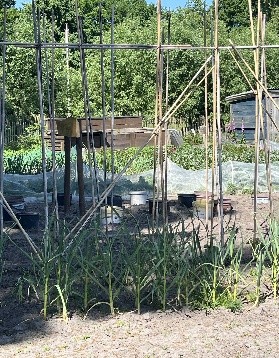 Eshoftuin voorjaar 1