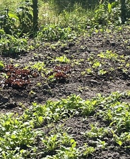 Eshoftuin voorjaar 2
