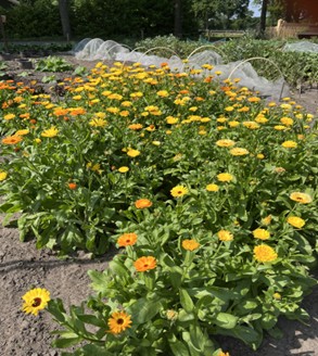 Eshoftuin zomer 1