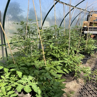 Eshoftuin zomer 2