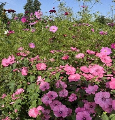 Eshoftuin aug1