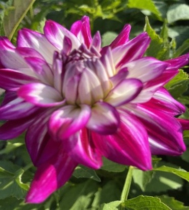 Eshoftuin aug2