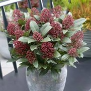 stiltedag skimmia