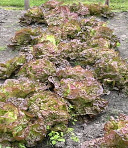 Eshoftuin zomer 1