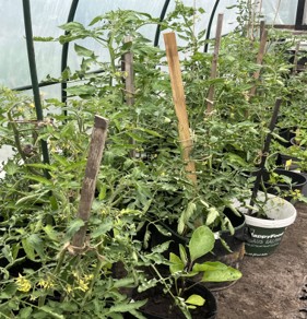 Eshoftuin zomer 2